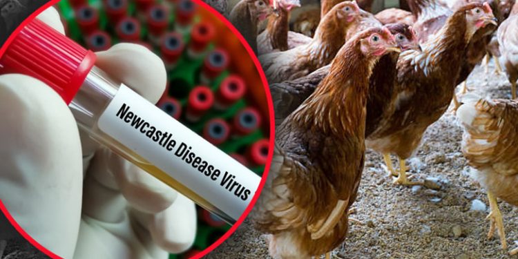 Dosen UGM Kembangkan Vaksin ND dari Isolat Lokal untuk Unggas