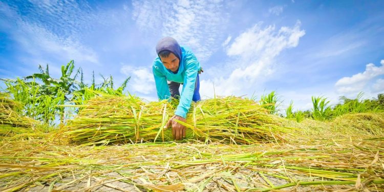 Tren Positif Ekspor Pertanian Indonesia Terus Berlanjut