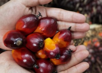 Ekspor CPO Indonesia Meningkat Signifikan