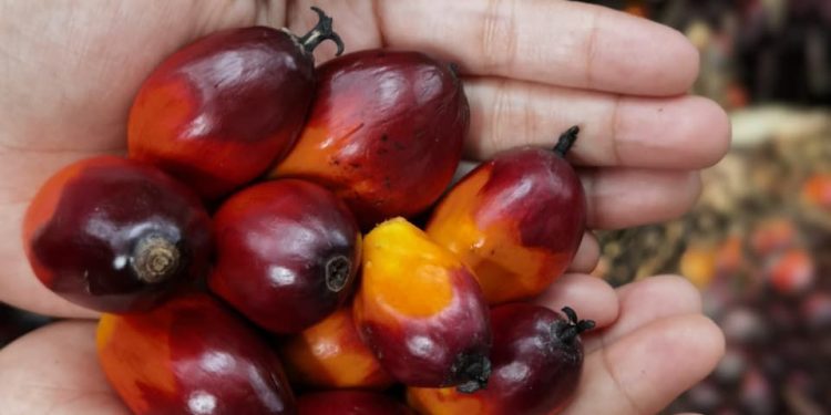 Ekspor CPO Indonesia Meningkat Signifikan