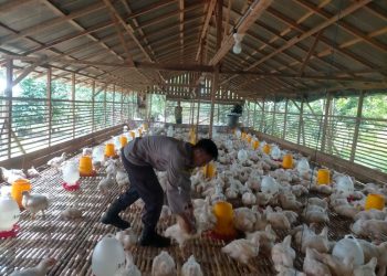 Ekspor Unggas Indonesia Capai Rp18,2 Miliar, Bukti Swasembada Protein Hewani