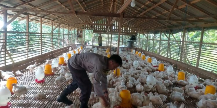 Ekspor Unggas Indonesia Capai Rp18,2 Miliar, Bukti Swasembada Protein Hewani