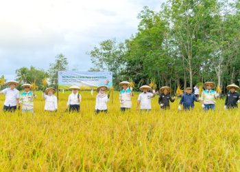 Panen Padi Gamagora di Ponpes Tabalong Dorong Kemandirian Pangan