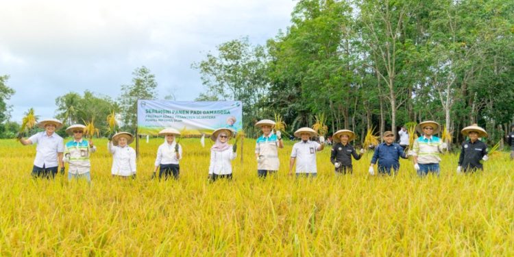 Panen Padi Gamagora di Ponpes Tabalong Dorong Kemandirian Pangan