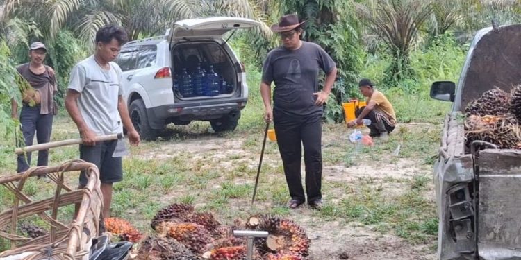 Harga TBS Kelapa Sawit di Riau Alami Penurunan Akibat Harga CPO