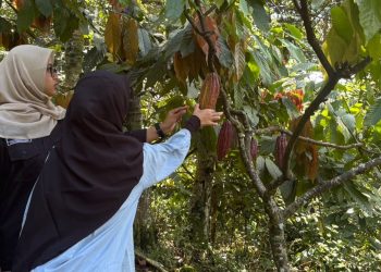 Mahasiswa UGM Berkolaborasi untuk Penguatan Kelembagaan Petani Kakao di Dlingo Bantul
