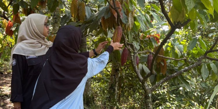 Mahasiswa UGM Berkolaborasi untuk Penguatan Kelembagaan Petani Kakao di Dlingo Bantul