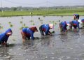 Kementan Percepat Tanam Padi Serentak di Jawa Timur untuk Hadapi Kemarau
