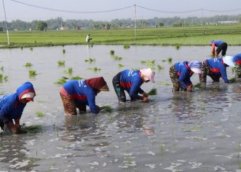 Kementan Percepat Tanam Padi Serentak di Jawa Timur untuk Hadapi Kemarau
