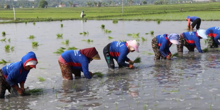Kementan Percepat Tanam Padi Serentak di Jawa Timur untuk Hadapi Kemarau