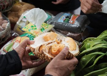 Dampak Perubahan Iklim Terhadap Durian di Lumajang pada 2026