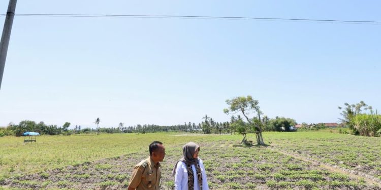 BPBD Banyuwangi Siapkan Satgas Hadapi Kemarau Panjang