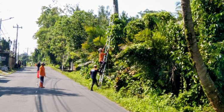 Warga Lumbungrejo Sleman Lakukan Penebangan Pohon untuk Antisipasi Cuaca Ekstrem