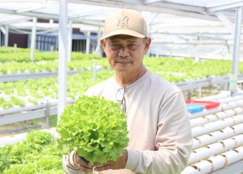 Mantan Pegawai UGM Manfaatkan Masa Pensiun dengan Budidaya Selada Hidroponik