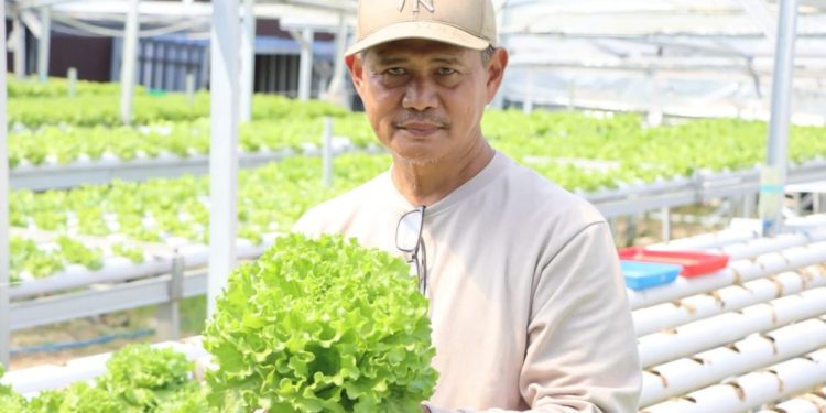 Mantan Pegawai UGM Manfaatkan Masa Pensiun dengan Budidaya Selada Hidroponik