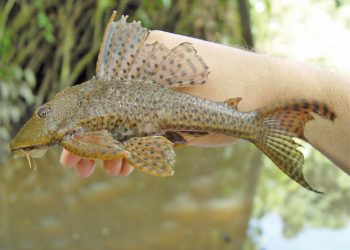 Peningkatan Populasi Ikan Sapu-sapu Menunjukkan Kualitas Air Sungai yang Memburuk