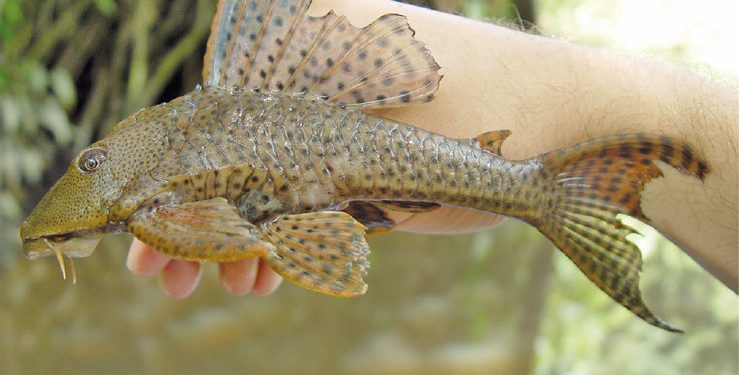 Peningkatan Populasi Ikan Sapu-sapu Menunjukkan Kualitas Air Sungai yang Memburuk