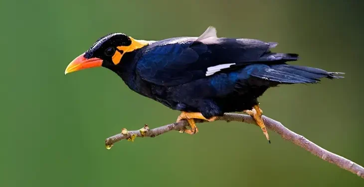 Perburuan Burung Kicau di Sumatra Meningkat, Keterlibatan Masyarakat Lokal Diperlukan