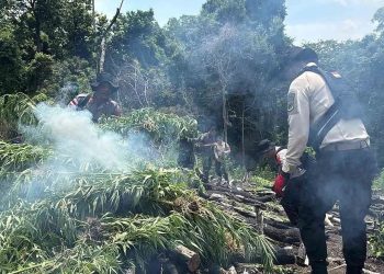 Polda Aceh Hancurkan Ladang Ganja 20 Hektare dalam Operasi Antik Seulawah