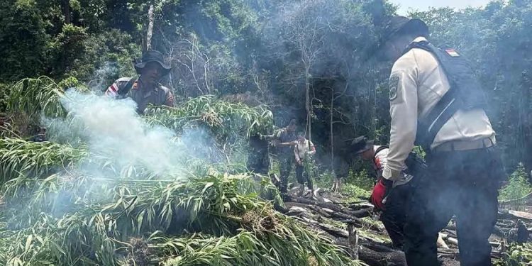 Polda Aceh Hancurkan Ladang Ganja 20 Hektare dalam Operasi Antik Seulawah