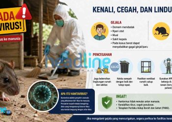 Waspada Hantavirus di Kulon Progo, Dinkes Temukan Tikus Positif dan Satu Kasus Suspek