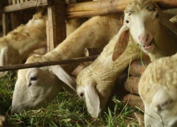 Apa perbedaan utama antara aqiqah dan kurban