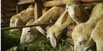 Apa perbedaan utama antara aqiqah dan kurban