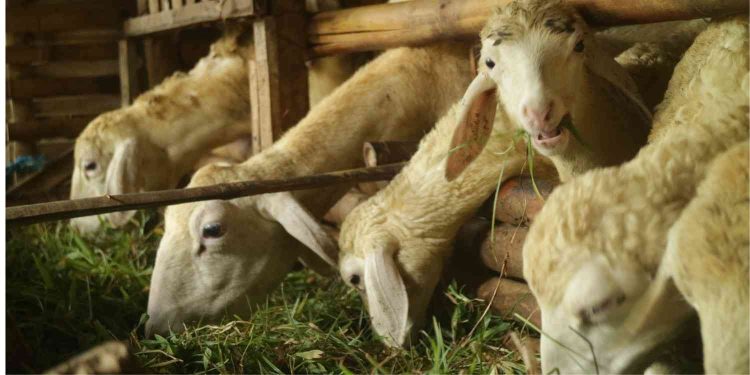 Apa perbedaan utama antara aqiqah dan kurban