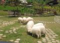 Harga Tiket Masuk Wisata Bukit Domba