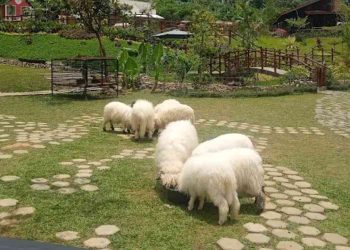 Harga Tiket Masuk Wisata Bukit Domba