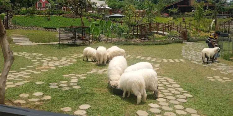 Harga Tiket Masuk Wisata Bukit Domba