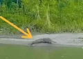 Kemunculan seekor buaya di Sungai Mandar beberapa waktu lalu terekam kamera warga