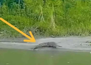 Kemunculan seekor buaya di Sungai Mandar beberapa waktu lalu terekam kamera warga