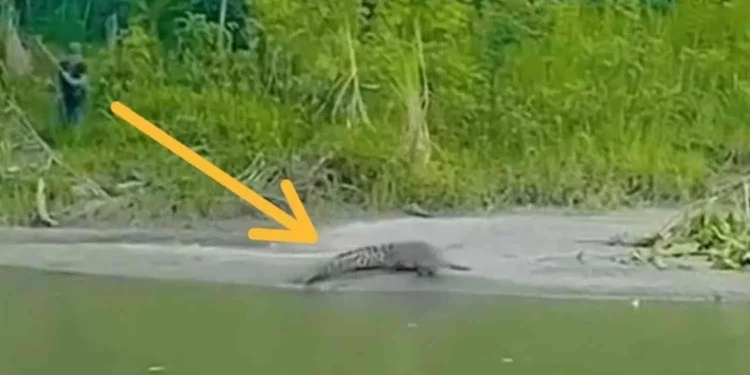Kemunculan seekor buaya di Sungai Mandar beberapa waktu lalu terekam kamera warga
