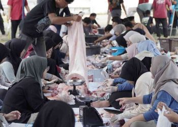 Mahasiswa dan civitas akademika Universitas Alma Ata bersama-sama melakukan proses pengemasan daging kurban usai penyembelihan hewan kurban pada peringatan Idul Adha 1447 H di lingkungan kampus, Rabu (27/5/2026). Kegiatan ini menjadi bentuk kepedulian sosial kampus dalam menyalurkan hewan kurban kepada masyarakat dan pondok pesantren di Yogyakarta hingga Cilacap, Jawa Tengah.