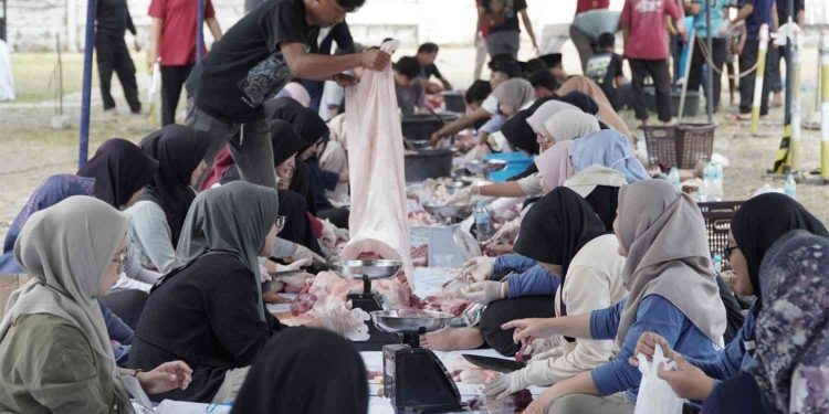 Mahasiswa dan civitas akademika Universitas Alma Ata bersama-sama melakukan proses pengemasan daging kurban usai penyembelihan hewan kurban pada peringatan Idul Adha 1447 H di lingkungan kampus, Rabu (27/5/2026). Kegiatan ini menjadi bentuk kepedulian sosial kampus dalam menyalurkan hewan kurban kepada masyarakat dan pondok pesantren di Yogyakarta hingga Cilacap, Jawa Tengah.