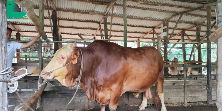 Ketersediaan Sapi Kurban di Pekanbaru Terjamin Menjelang Iduladha 2026