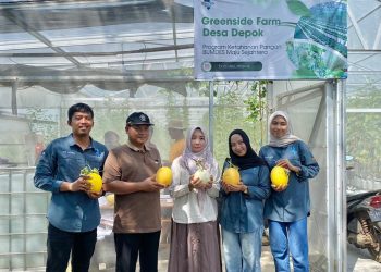 Panen Kedua Melon BUMDes Depok Menunjukkan Peningkatan Signifikan