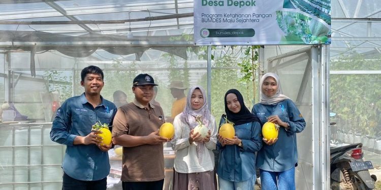 Panen Kedua Melon BUMDes Depok Menunjukkan Peningkatan Signifikan