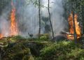 El Nino 2026 Berpotensi Tingkatkan Risiko Kebakaran Hutan di Indonesia