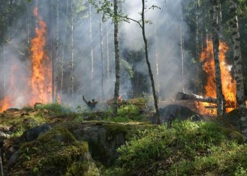El Nino 2026 Berpotensi Tingkatkan Risiko Kebakaran Hutan di Indonesia