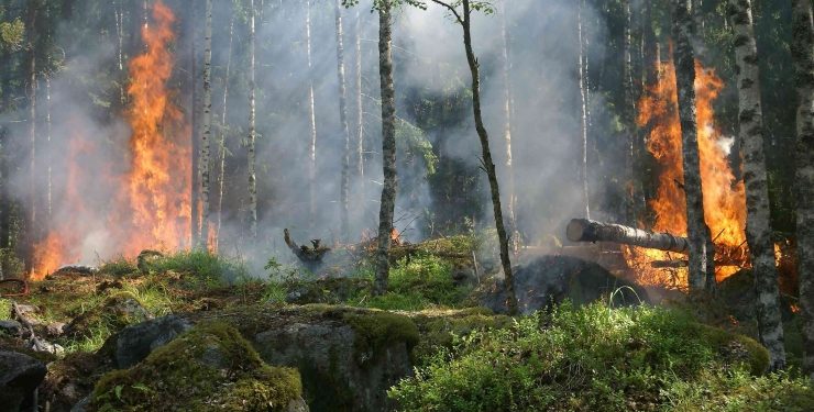 El Nino 2026 Berpotensi Tingkatkan Risiko Kebakaran Hutan di Indonesia