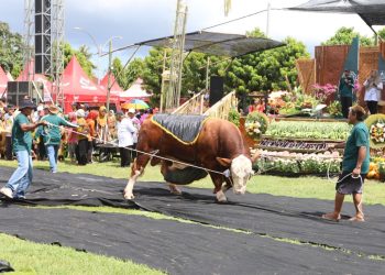 Sapi Bernilai Rp180 Juta Menjadi Sorotan di Bursa Ternak Banyuwangi