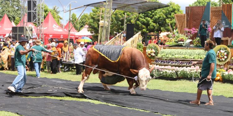 Sapi Bernilai Rp180 Juta Menjadi Sorotan di Bursa Ternak Banyuwangi