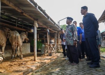 Pemkab Sleman Pastikan Ketersediaan dan Kesehatan Hewan Kurban Menjelang Iduladha