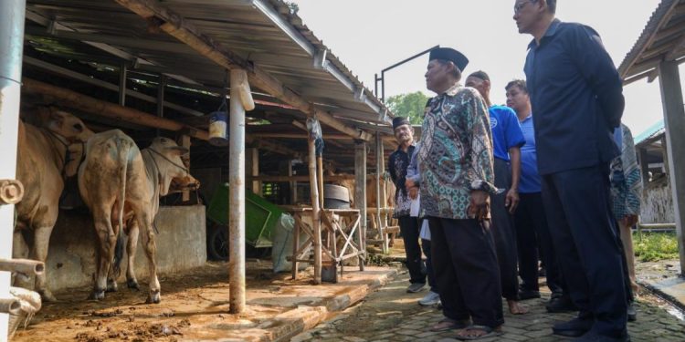Pemkab Sleman Pastikan Ketersediaan dan Kesehatan Hewan Kurban Menjelang Iduladha