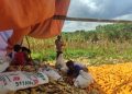 Polsek Samboja dan Petani Bersinergi dalam Panen Jagung di Sungai Merdeka