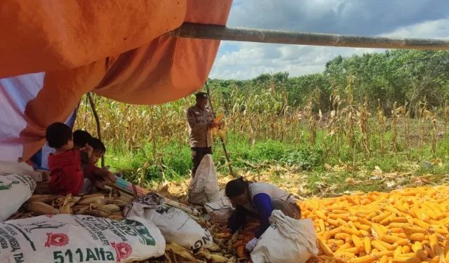 Polsek Samboja dan Petani Bersinergi dalam Panen Jagung di Sungai Merdeka