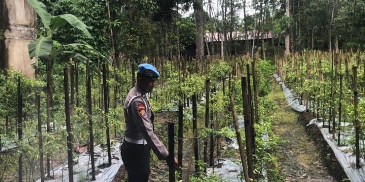 Polri Dampingi Ketahanan Pangan dengan Memantau Lahan Cabai di Desa Lunjuk
