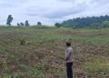 Polsek Tojo Pantau Lahan Jagung di Desa Uekuli untuk Dukung Ketahanan Pangan